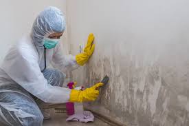 Best Forensic Mold Investigation  in St Cloud, FL